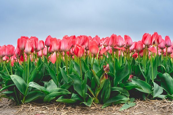 Les robots de cuisine pour les néophytes : Guide d'achat